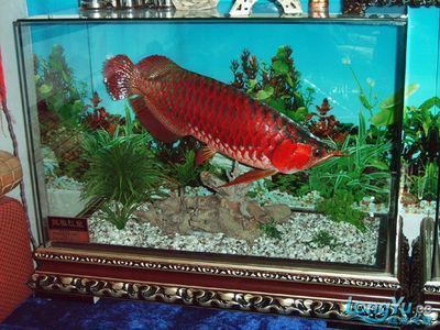 龍魚之巔論壇龍魚之巔：龍魚之巔論壇是一個專業的龍魚水族論壇是一個專業的龍魚水族論壇
