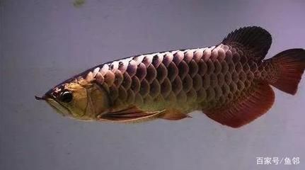 龍魚網(wǎng)上買還是實(shí)體店買