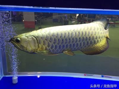 龍魚網(wǎng)上買還是實(shí)體店買