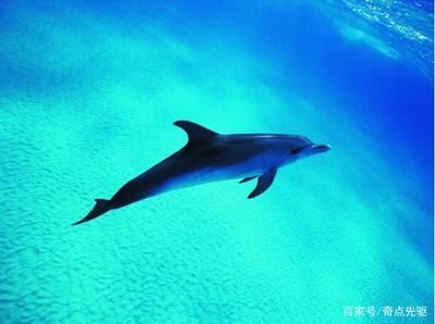 自家養的龍魚死了有什么說法嗎（風水學認為家養的龍魚死亡可能預示一些不祥的征兆）