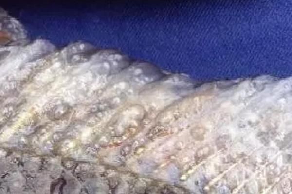 龍魚身上掛著一些小氣泡（龍魚身上掛著一些小氣泡可能是由多種因素引起的）
