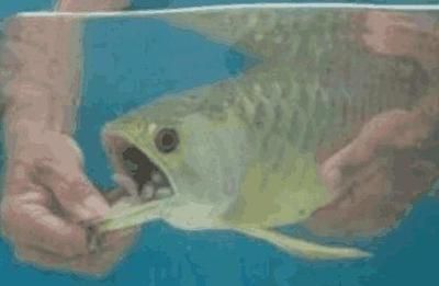大龍魚不吃食怎么辦（龍魚不吃食怎么辦）