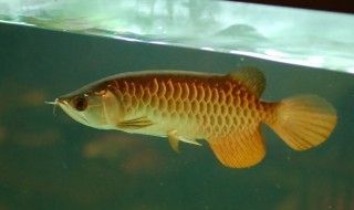 飼養龍魚的最佳溫度范圍是多少？：養龍魚的最佳溫度是24-29℃，飼養者需要注意溫差控制