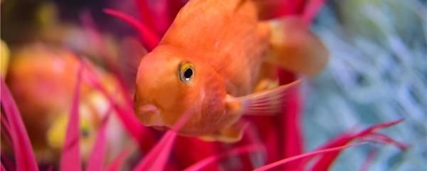 龍魚和魔鬼魚能混養嗎：龍魚和魔鬼魚可以混養嗎
