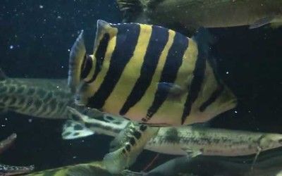 龍魚和魔鬼魚能混養嗎：龍魚和魔鬼魚可以混養嗎
