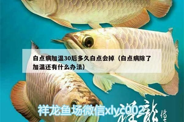 龍魚白點病和水霉病的區別是什么：金龍魚白點病的恢復時間因個體差異和病情不同而有所變化