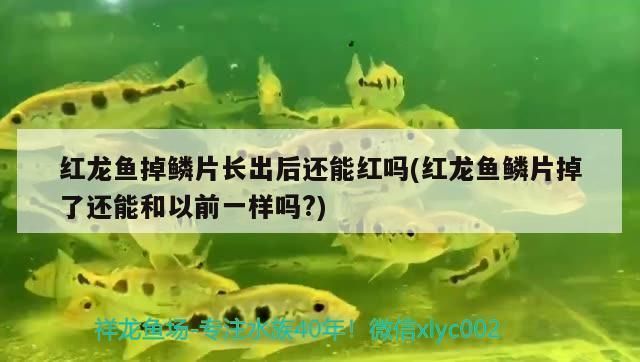 龍魚白點病和水霉病的區別是什么：金龍魚白點病的恢復時間因個體差異和病情不同而有所變化
