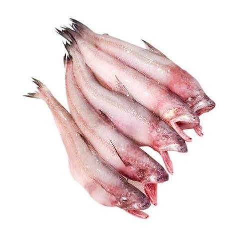龍頭魚圖片高清大圖 龍魚百科 第6張 龍頭魚圖片高清大圖 龍頭魚圖片高清大圖 龍魚百科 第6張