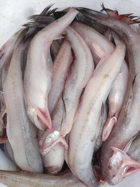 龍頭魚圖片高清大圖 龍魚百科 第11張 龍頭魚圖片高清大圖 龍頭魚圖片高清大圖 龍魚百科 第11張