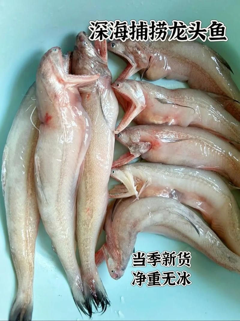 龍頭魚圖片高清大圖 龍魚百科 第9張 龍頭魚圖片高清大圖 龍頭魚圖片高清大圖 龍魚百科 第9張