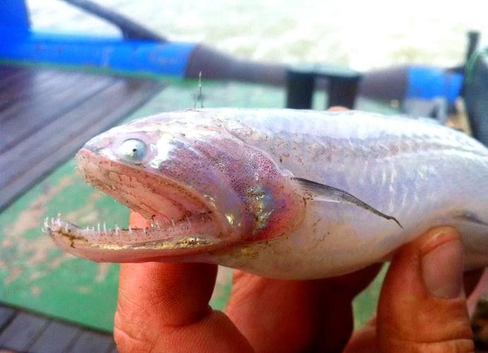 龍頭魚圖片高清大圖 龍魚百科 第17張 龍頭魚圖片高清大圖 龍頭魚圖片高清大圖 龍魚百科 第17張