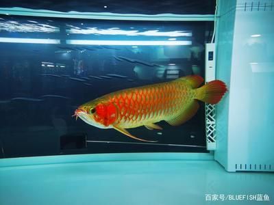 龍魚經(jīng)常撞缸是怎么回事：如何改善龍魚生活環(huán)境