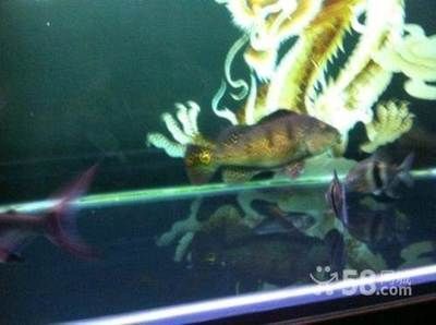 飛鳳龍魚是冷水魚嗎：飛鳳魚和龍魚是冷水魚嗎飛鳳魚和龍魚是冷水魚嗎 飛鳳龍魚是冷水魚嗎：飛鳳魚和龍魚是冷水魚嗎飛鳳魚和龍魚是冷水魚嗎 龍魚百科 第3張