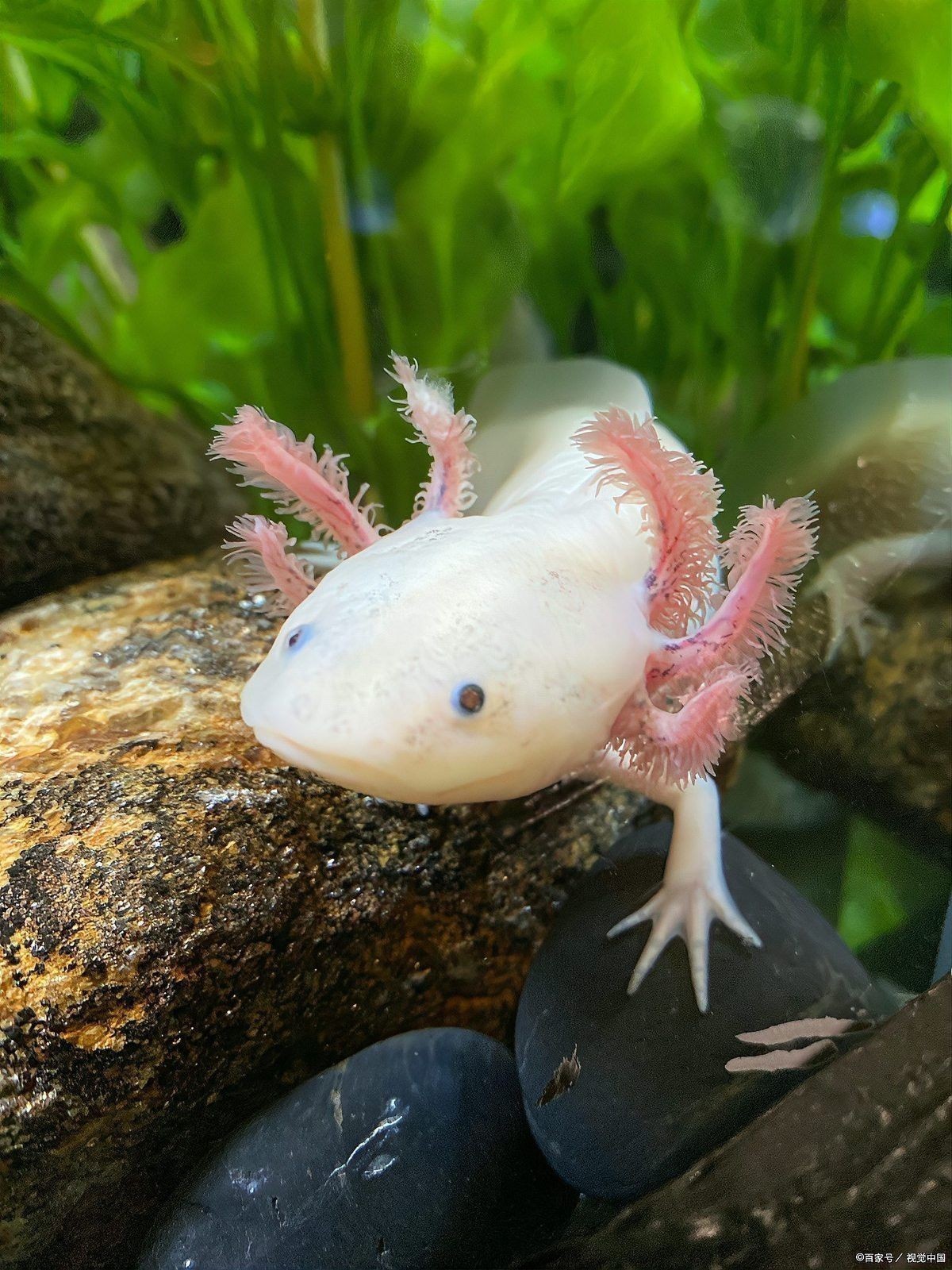 恐龍魚愛動嗎為什么會死