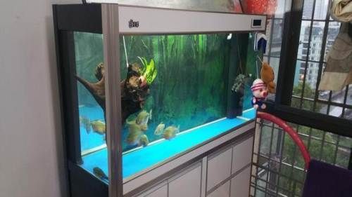 給龍魚起什么名字好聽點女生（如何挑選適合女生的龍魚名字）
