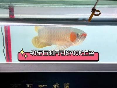 龍魚上色燈哪個牌子好（選擇合適的龍魚上色燈對于促進龍魚的發展至關重要）