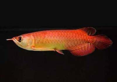 龍魚上色燈哪個牌子好（選擇合適的龍魚上色燈對于促進龍魚的發展至關重要）