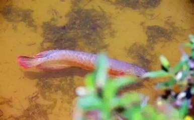 龍魚怎么改口吃小魚：如何訓練龍魚吃小魚