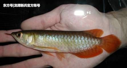 龍魚怎么改口吃小魚：如何訓練龍魚吃小魚