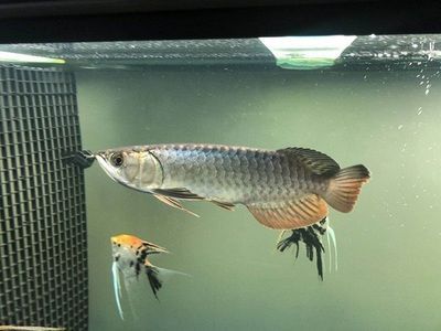 飛鳳魚和金龍魚混養：飛鳳魚和金龍魚可以混養嗎