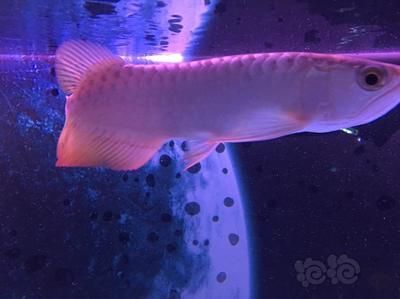 龍魚大概多少錢：龍魚價格范圍