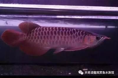 龍魚多少公分開始發色：關于龍魚發色階段性【中國龍魚發色的幾個階段