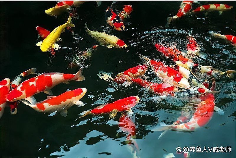 錦鯉大正退墨還能恢復嗎