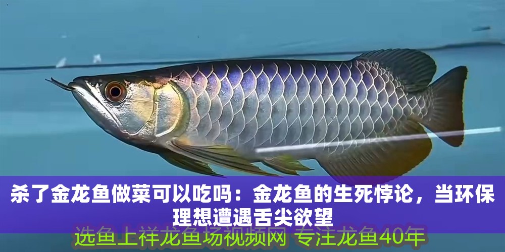 殺了金龍魚做菜可以吃嗎：金龍魚的生死悖論，當環保理想遭遇舌尖欲望