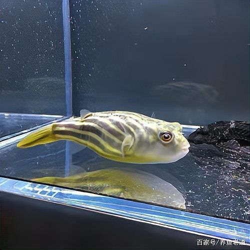 哪些觀賞魚自愈能力最強？