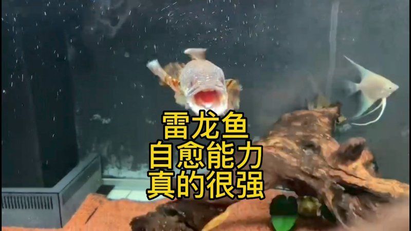 哪些觀賞魚自愈能力最強？