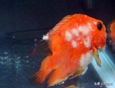 龍魚得了水霉病怎么治療：如何治療龍魚水霉病