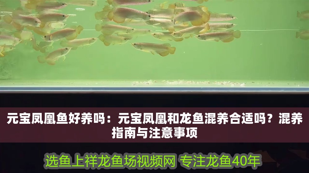 元寶鳳凰魚好養(yǎng)嗎：元寶鳳凰和龍魚混養(yǎng)合適嗎？混養(yǎng)指南與注意事項