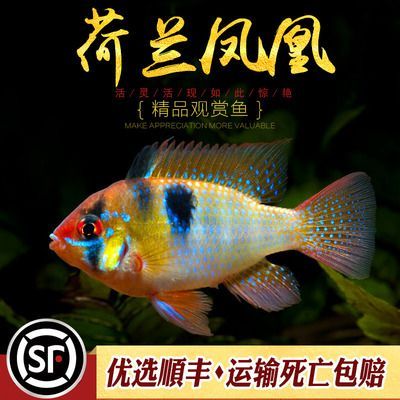 元寶鳳凰魚好養嗎:元寶鳳凰和龍魚混養合適嗎?混養指南與注意事項 龍魚百科 第2張 元寶鳳凰魚好養嗎:元寶鳳凰和龍魚混養合適嗎?混養指南與注意事項 元寶鳳凰魚好養嗎:元寶鳳凰和龍魚混養合適嗎?混養指南與注意事項 龍魚百科 第2張