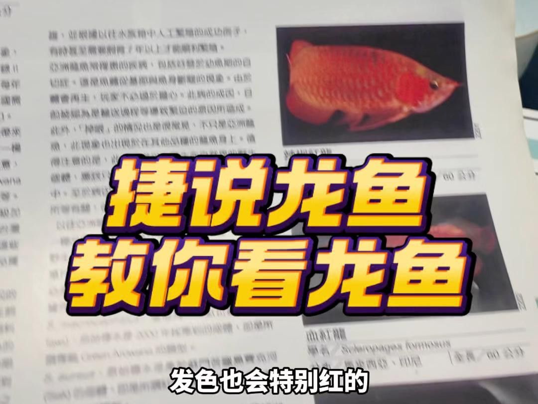 如何辨別龍魚的真偽？