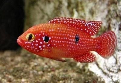 紅寶石魚和龍魚混養嗎：紅寶石魚和龍魚能否成功混養