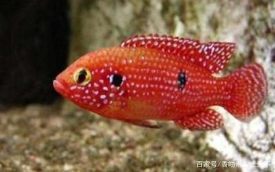紅寶石魚和龍魚混養嗎：紅寶石魚和龍魚能否成功混養