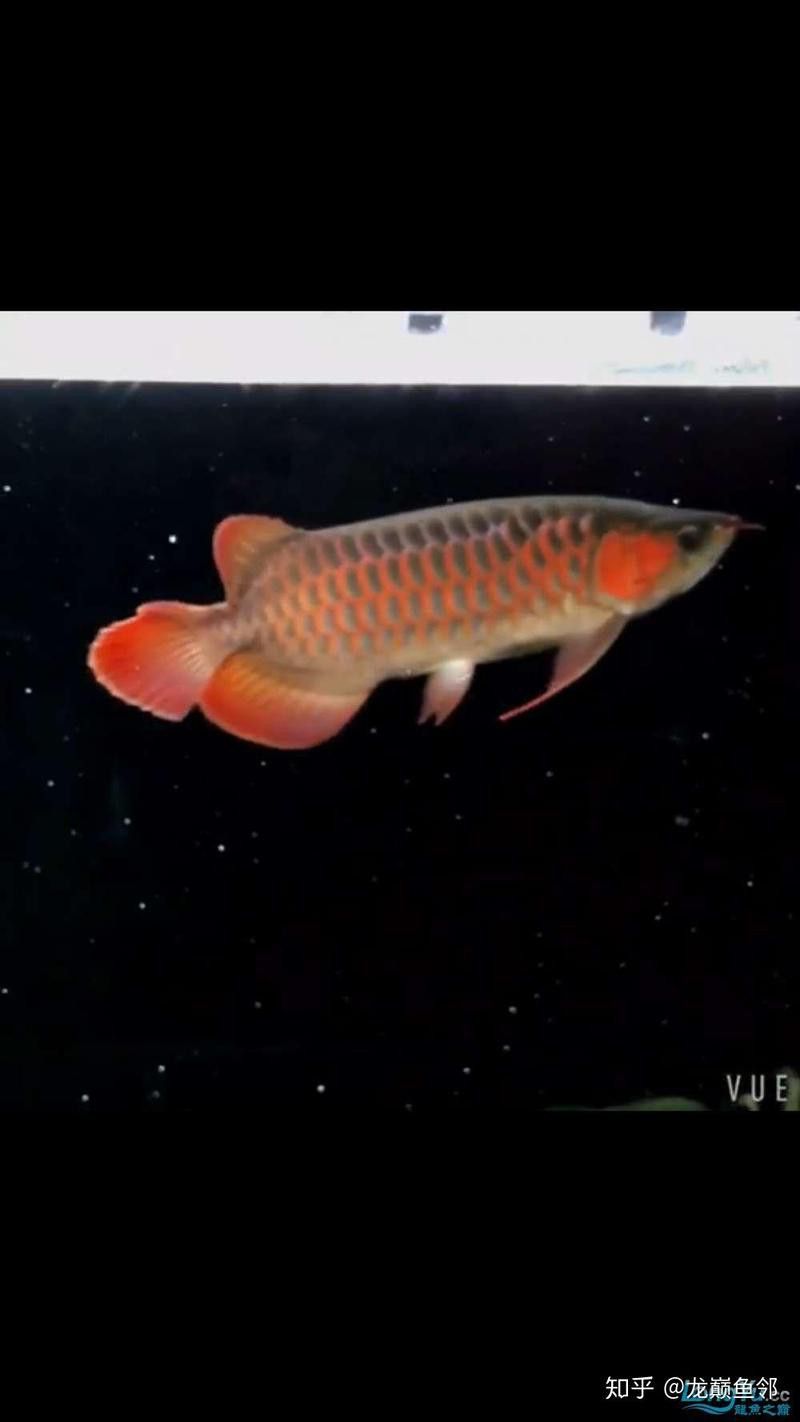 紅龍魚鱗片發黑能完全恢復嗎？