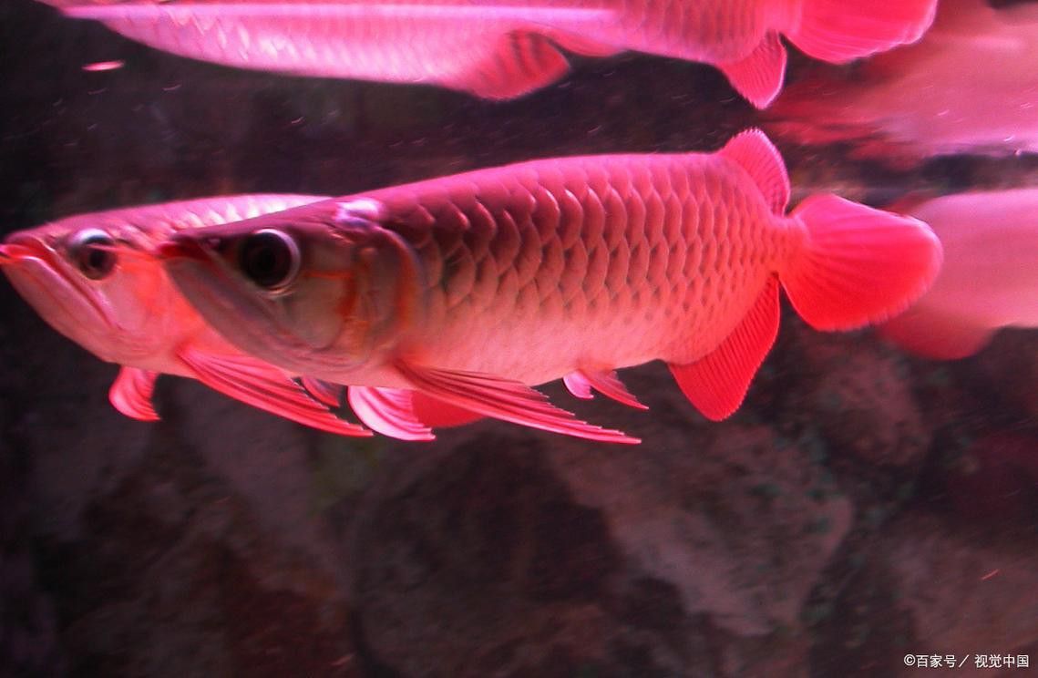 江門(mén)龍魚(yú)是什么魚(yú)圖片欣賞