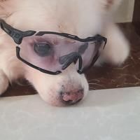 龍魚死了有什么預兆