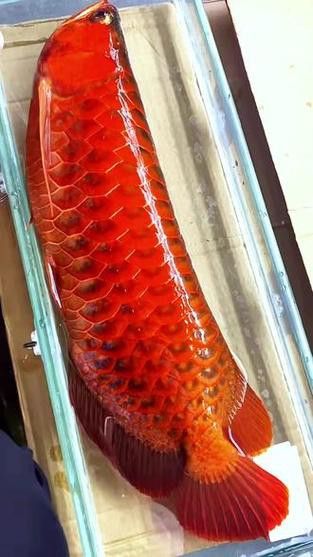 印尼紅龍魚價格走勢圖片