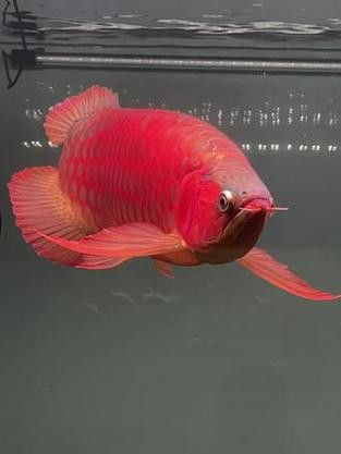 印尼紅龍魚價格走勢圖片