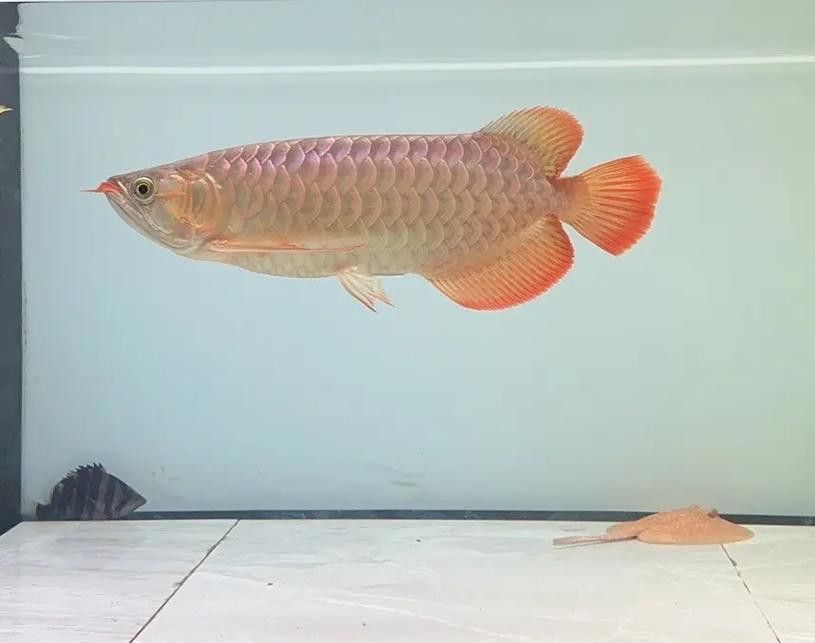 印尼紅龍魚價格走勢圖片