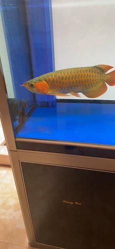 印尼紅龍魚價格走勢圖片