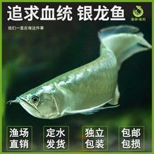 印尼紅龍魚價格走勢圖片