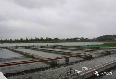 龍魚掉眼怎么恢復正常視頻教程：龍魚掉眼怎么恢復正常？詳細視頻教程解析