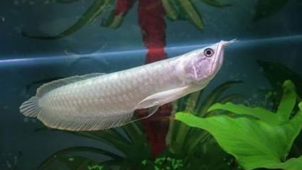 龍魚曬太陽有什么好處(曬太陽對人類和動物有什么好處?) 龍魚百科 第4張 龍魚曬太陽有什么好處(曬太陽對人類和動物有什么好處?) 龍魚曬太陽有什么好處(曬太陽對人類和動物有什么好處?) 龍魚百科 第4張