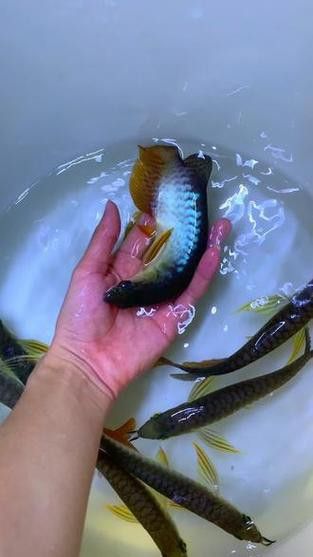 藍色龍魚圖片欣賞
