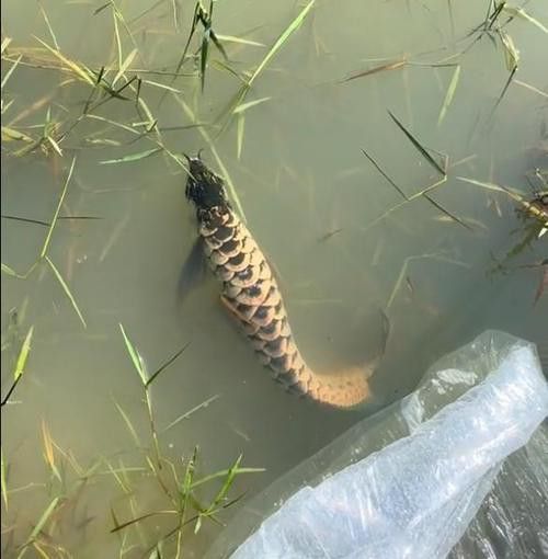 藍色龍魚圖片欣賞