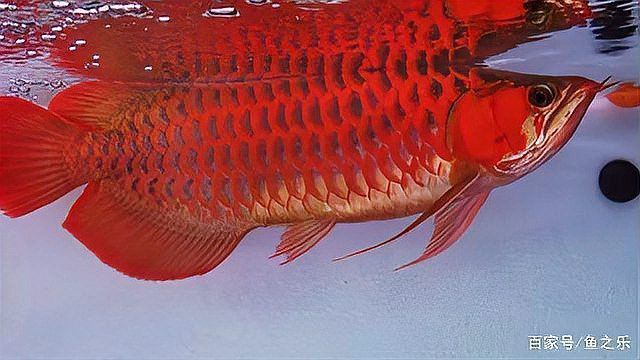 藍色龍魚圖片欣賞