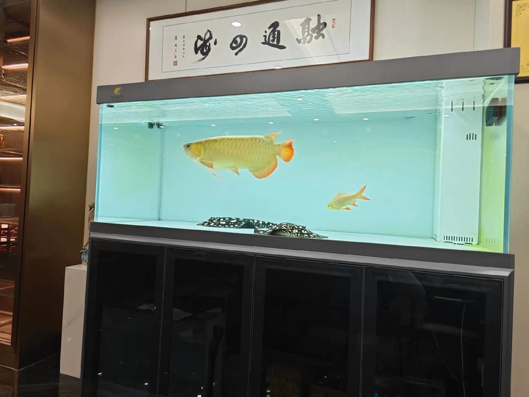 招財(cái)魚和龍魚混養(yǎng)會(huì)怎么樣嗎圖片